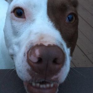 Meet your Posher, Seth